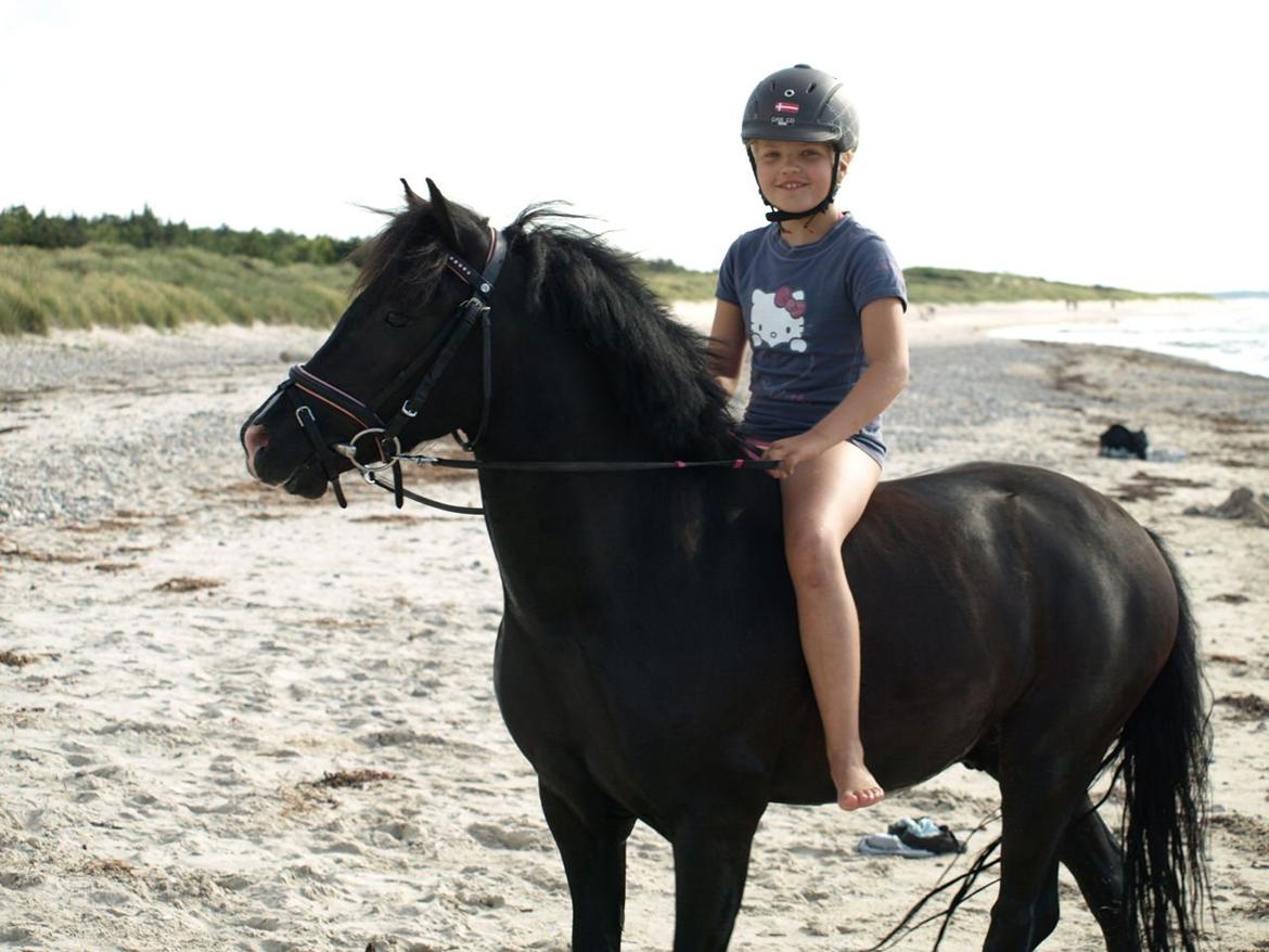Welsh Pony af Cob-type (sec C) Little luke (The best<3) - På stranden for 2 år siden<3<3 billede 2