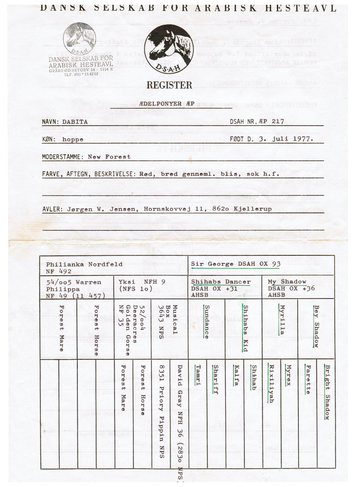 Sportsaraber (A) Dabita DSAH NR. ÆB 217 R:I:P billede 7