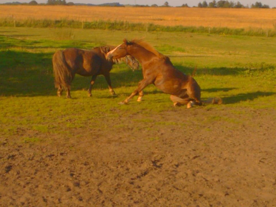 Anden særlig race Zivas [Tidl. lånepony] billede 7