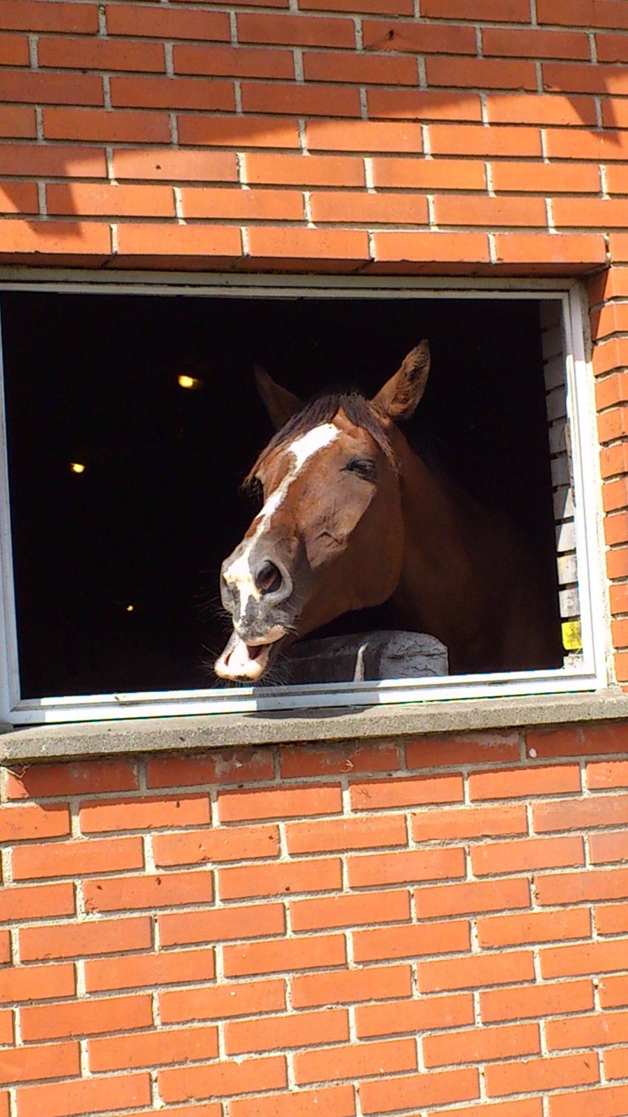 Holstener antaris *R.I.P* billede 1