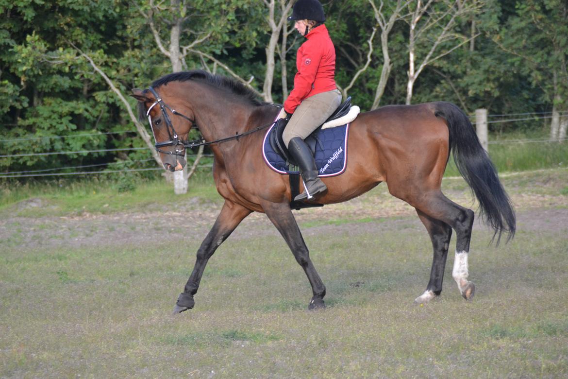 Holstener antaris *R.I.P* billede 14