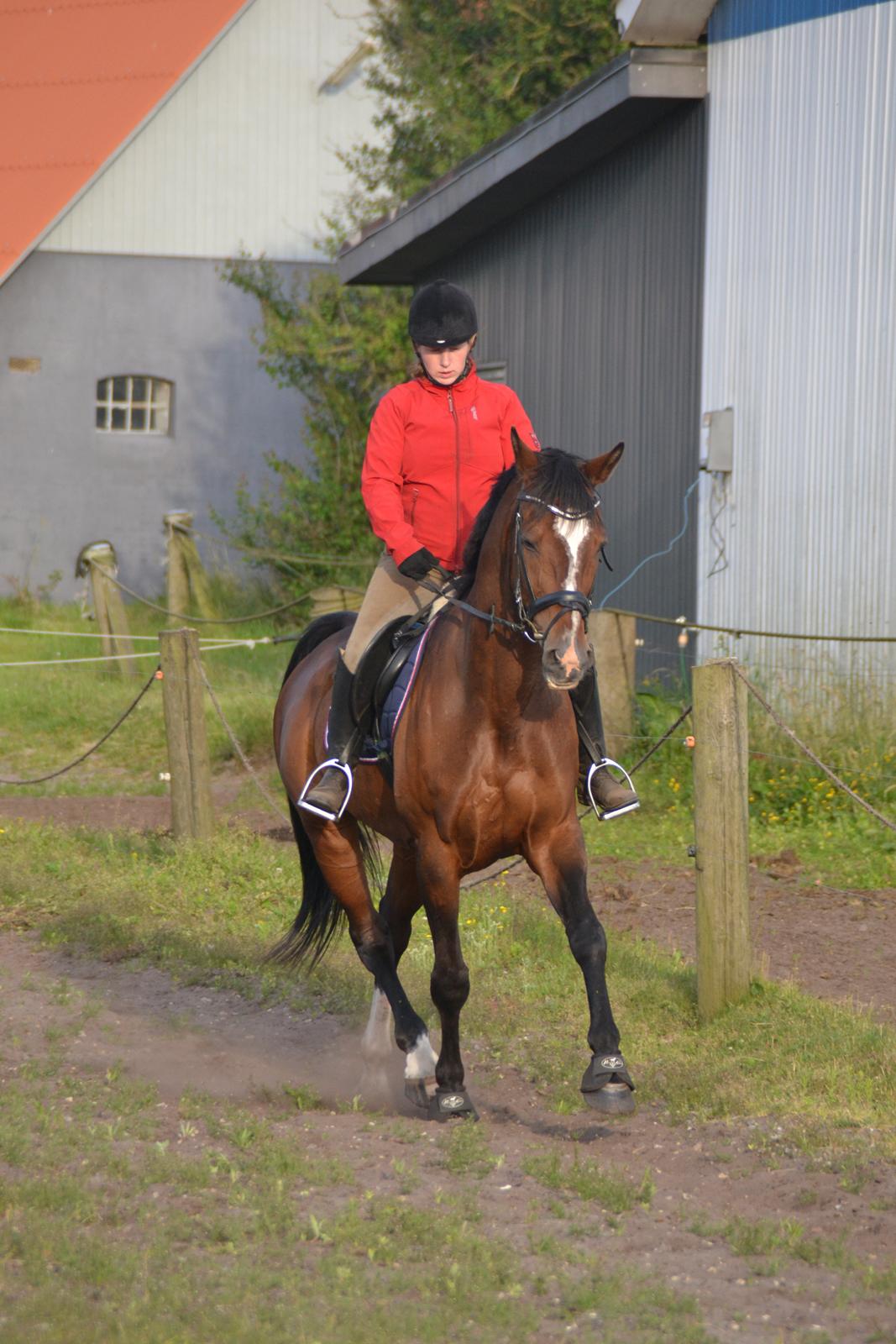 Holstener antaris *R.I.P* billede 15