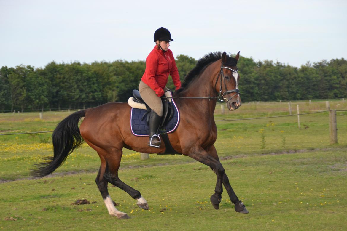 Holstener antaris *R.I.P* billede 17