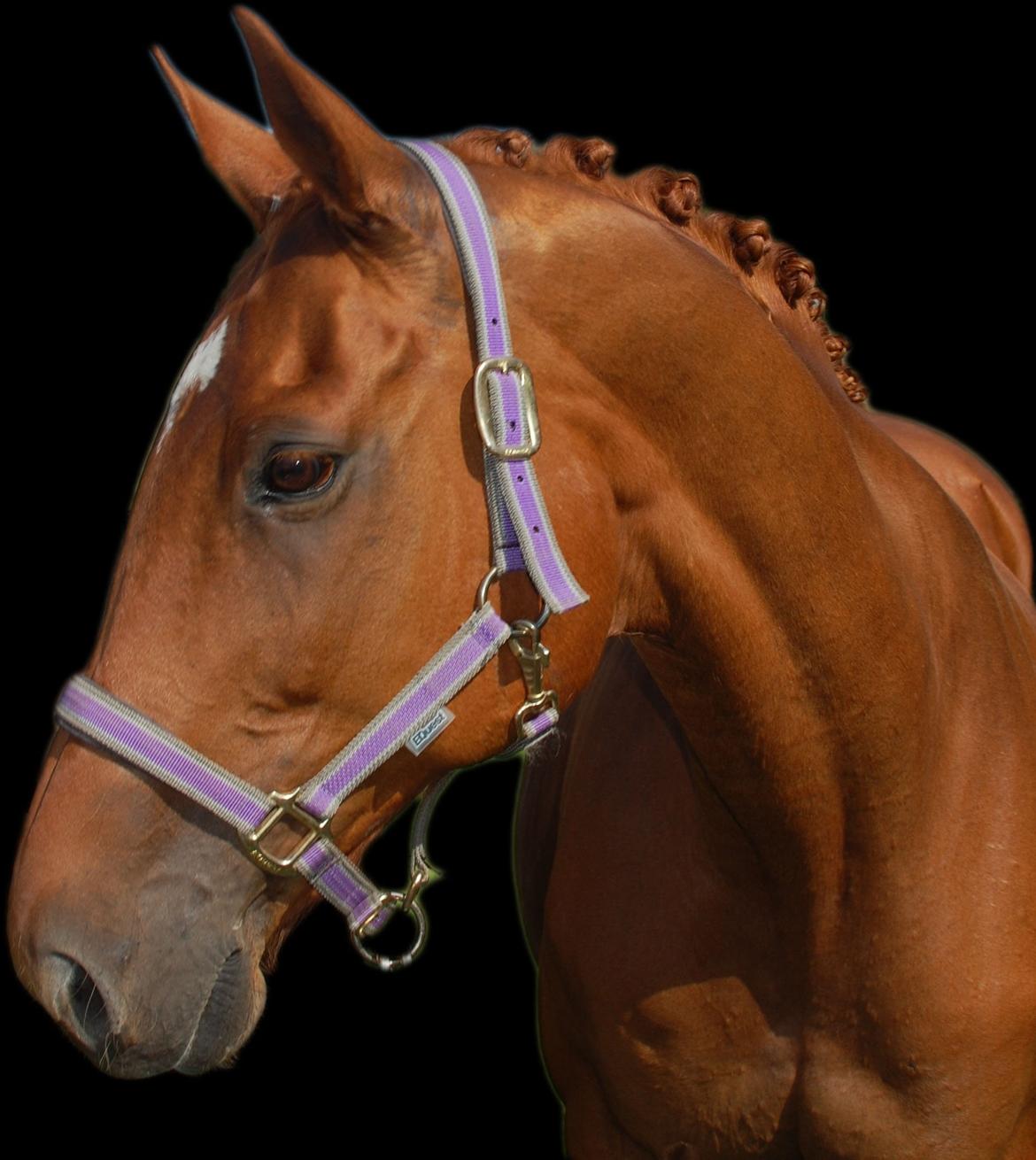 Dansk Varmblod REGITZE - Velkommen til Regitze's profil tag dig et kig omkring :D billede 1