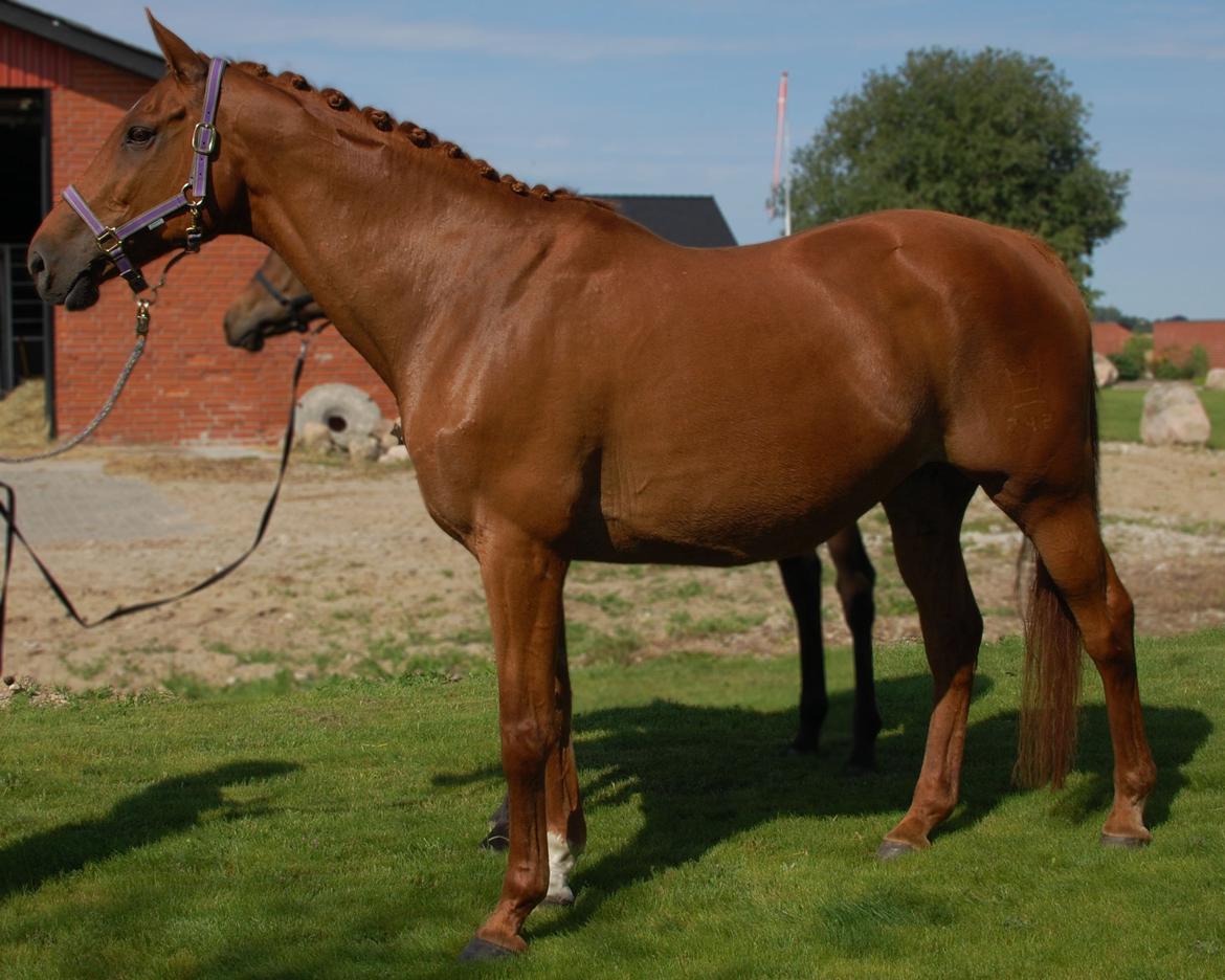 Dansk Varmblod REGITZE billede 20