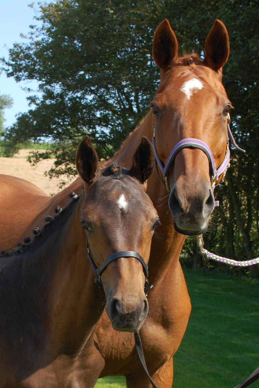 Dansk Varmblod REGITZE - Lige kommet hjem fra kåring :) Vi skulle lige selv have et billede af de to smukke og trætte pru-heste! <3 billede 4