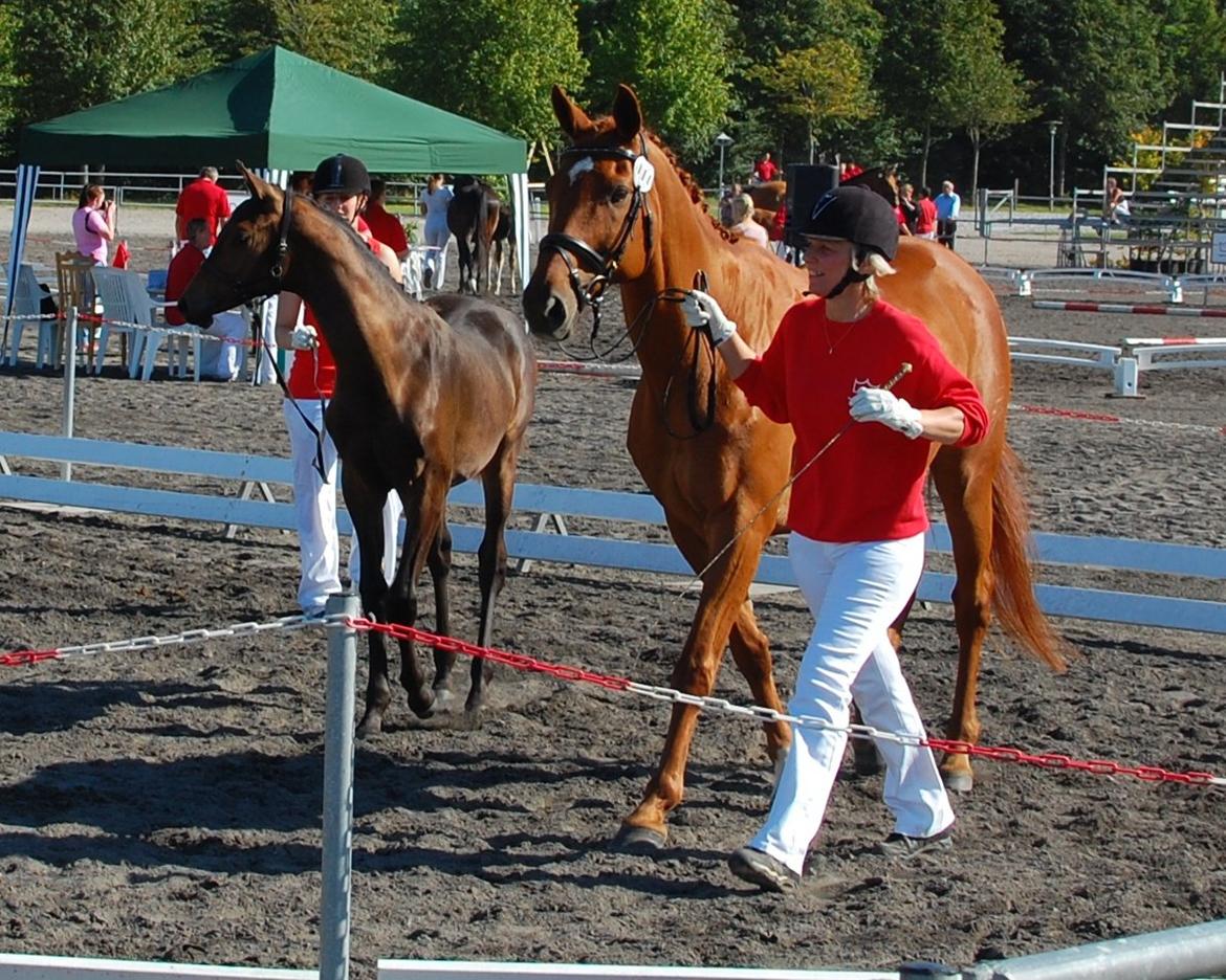 Dansk Varmblod REGITZE - Regitze til kåring med Rose :) August 2012 billede 9
