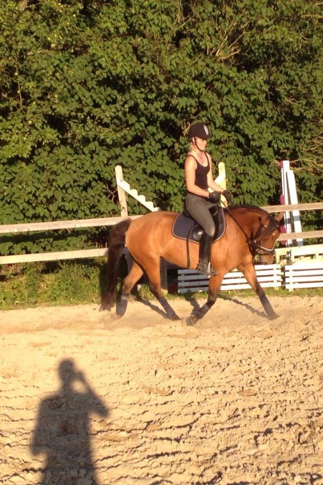 New Forest Glenwood Michelle billede 2