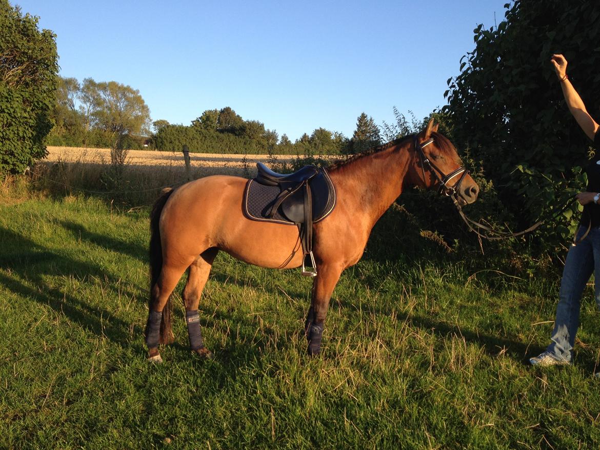 New Forest Glenwood Michelle billede 4