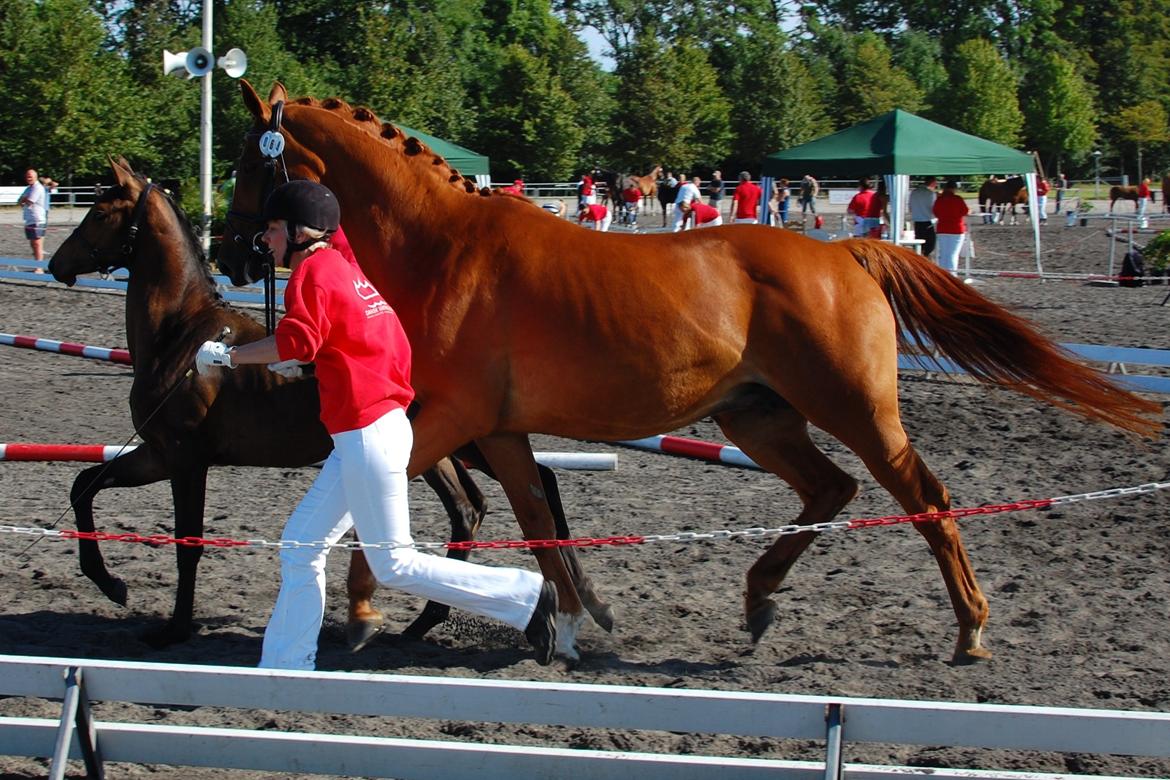 Dansk Varmblod REGITZE billede 8