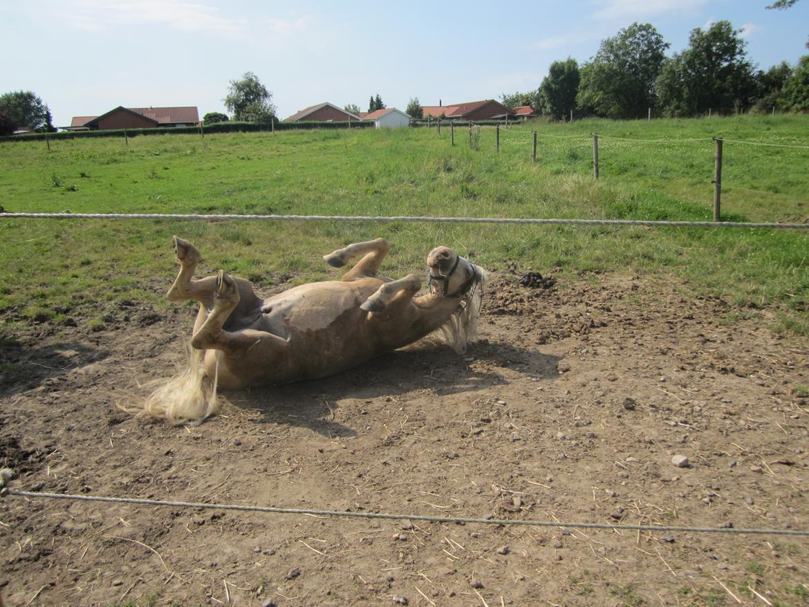 Welsh Pony (sec B) Sundance - På fold. billede 4