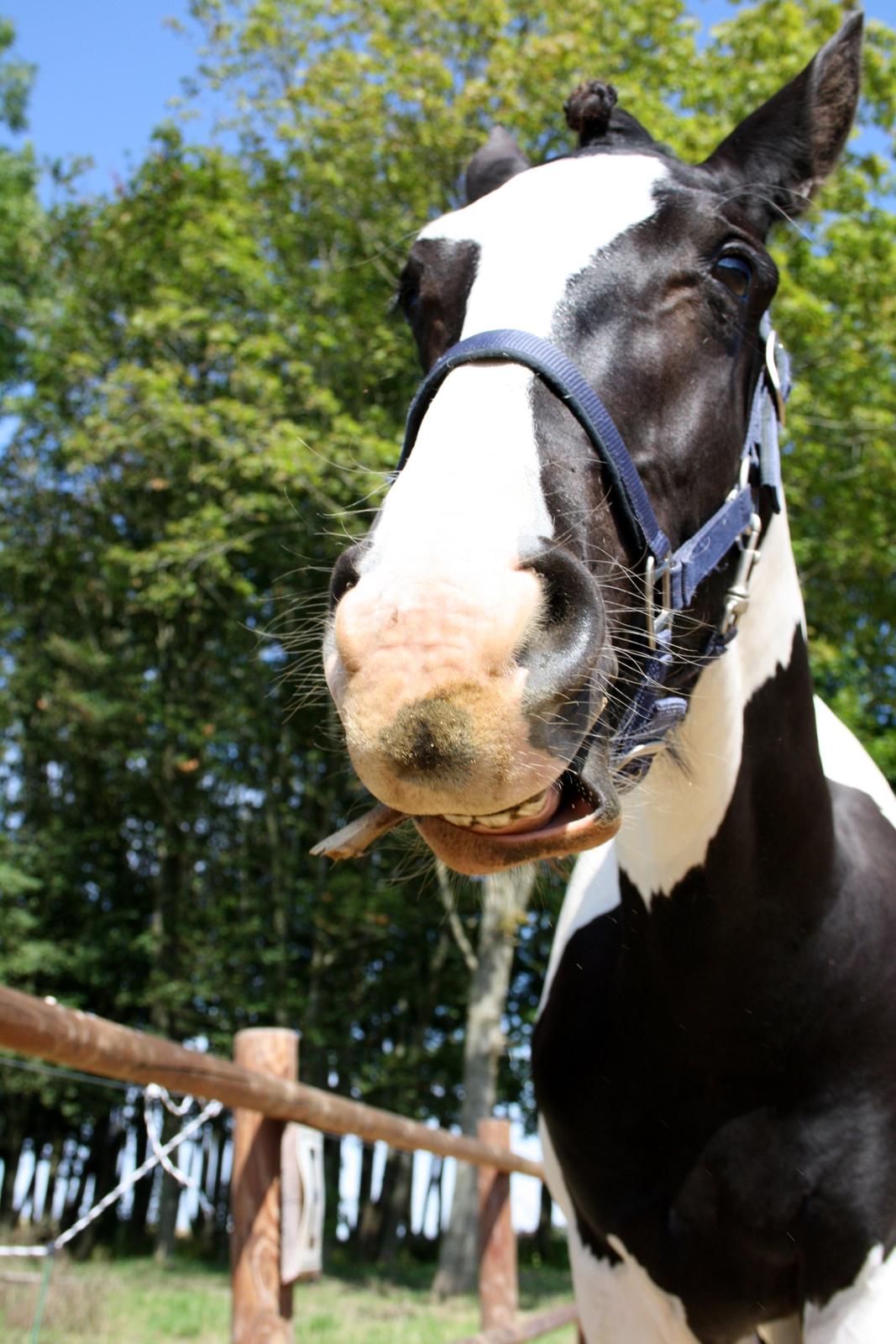 Tobiano Friesian - Amigo | Skovbjerggårds Frieser | - Charmetrolden fandt lige en pind til mig. ♥ (2012) billede 5