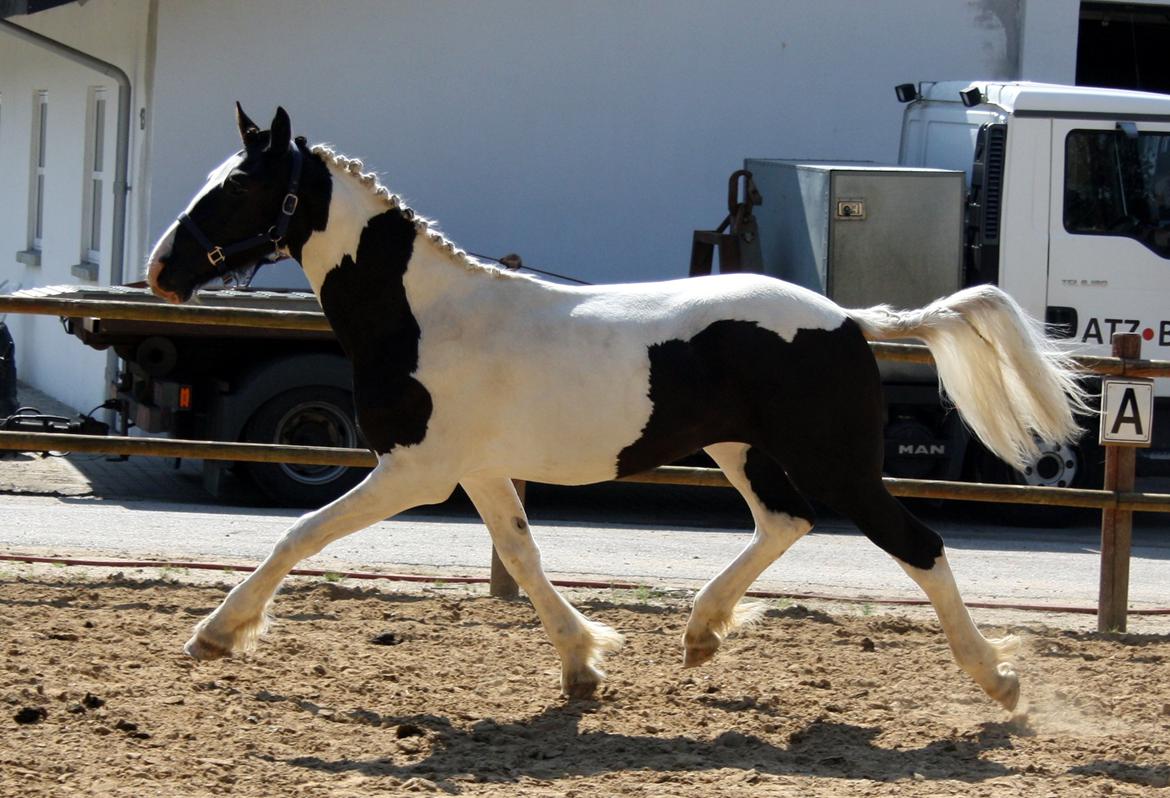 Tobiano Friesian - Amigo | Skovbjerggårds Frieser | - Hans lækre trav! (2012) billede 10