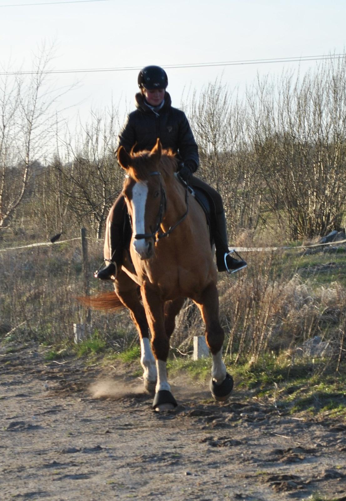 Dansk Varmblod Elbækgaards Roska <3 billede 6