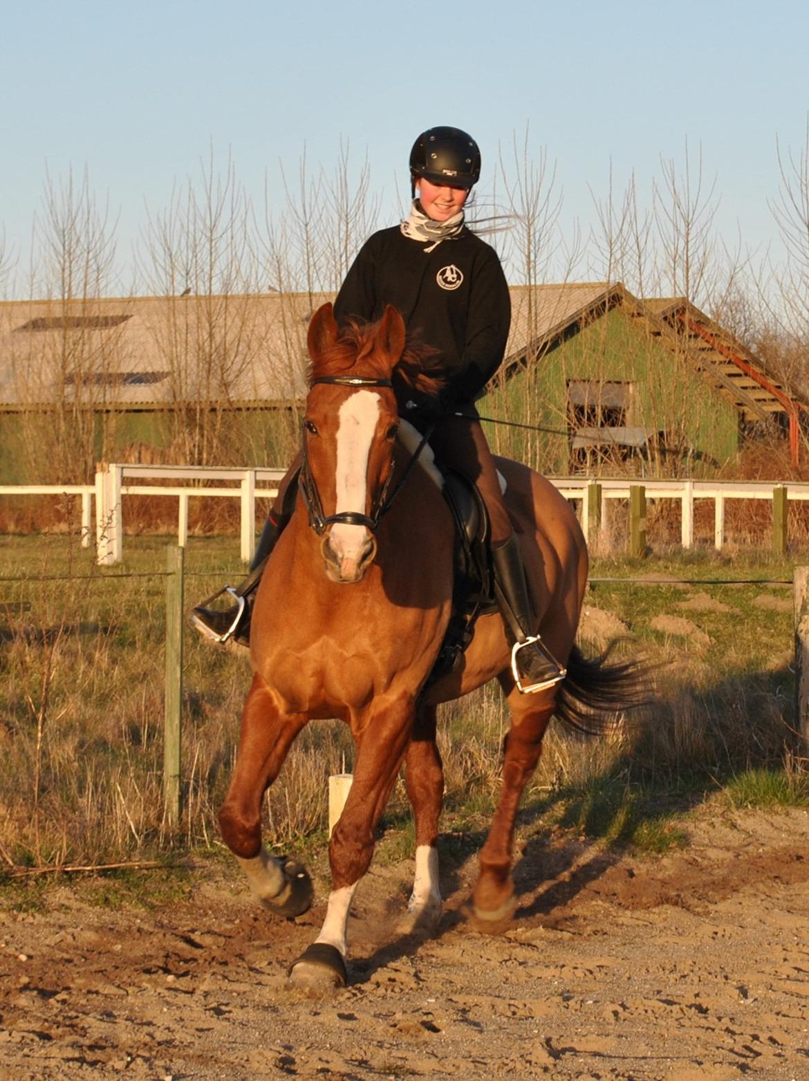 Dansk Varmblod Elbækgaards Roska <3 billede 7