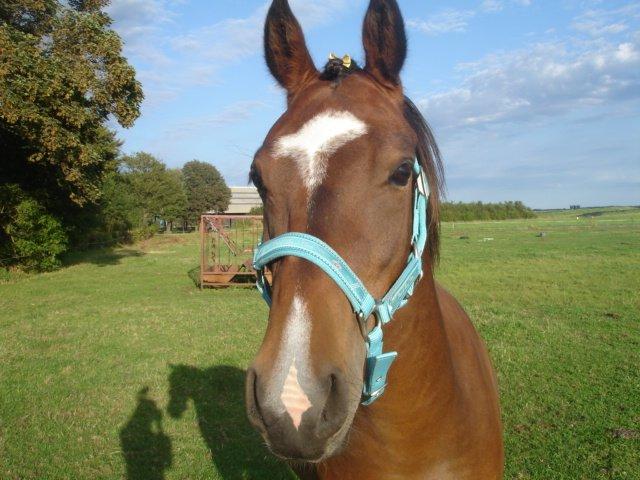 Anden særlig race Bahia - Årh basse<3. billede 6