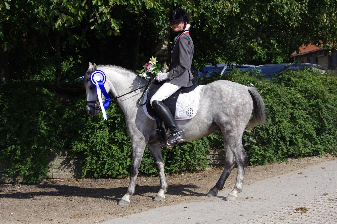 Welsh Pony (sec B) Lyngvejens Marcel  [A-pony] - Distrikt Mesterskab 2012 - en vild flot 2. plads. Vi er nået langt sammen ♥ billede 2