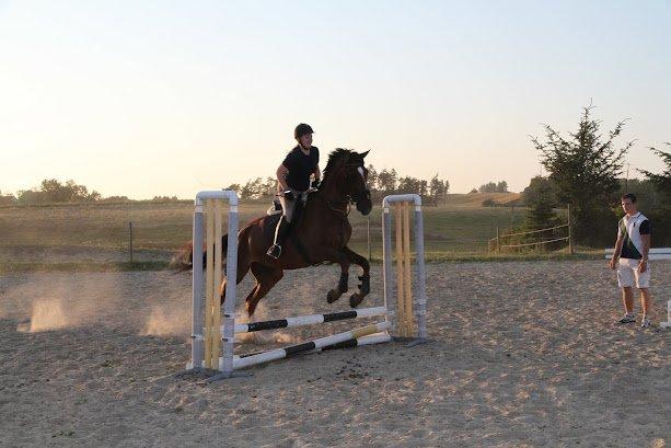 Dansk Varmblod Don Lou (Nando) billede 16