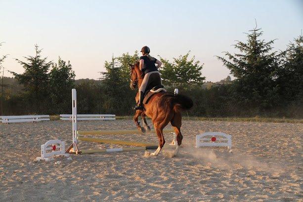 Dansk Varmblod Don Lou (Nando) billede 17