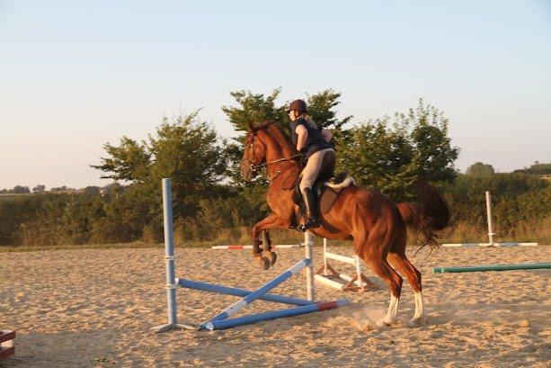 Dansk Varmblod Don Lou (Nando) billede 18