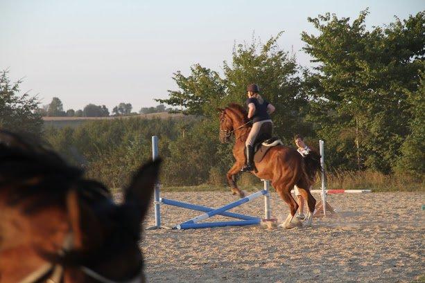 Dansk Varmblod Don Lou (Nando) billede 19