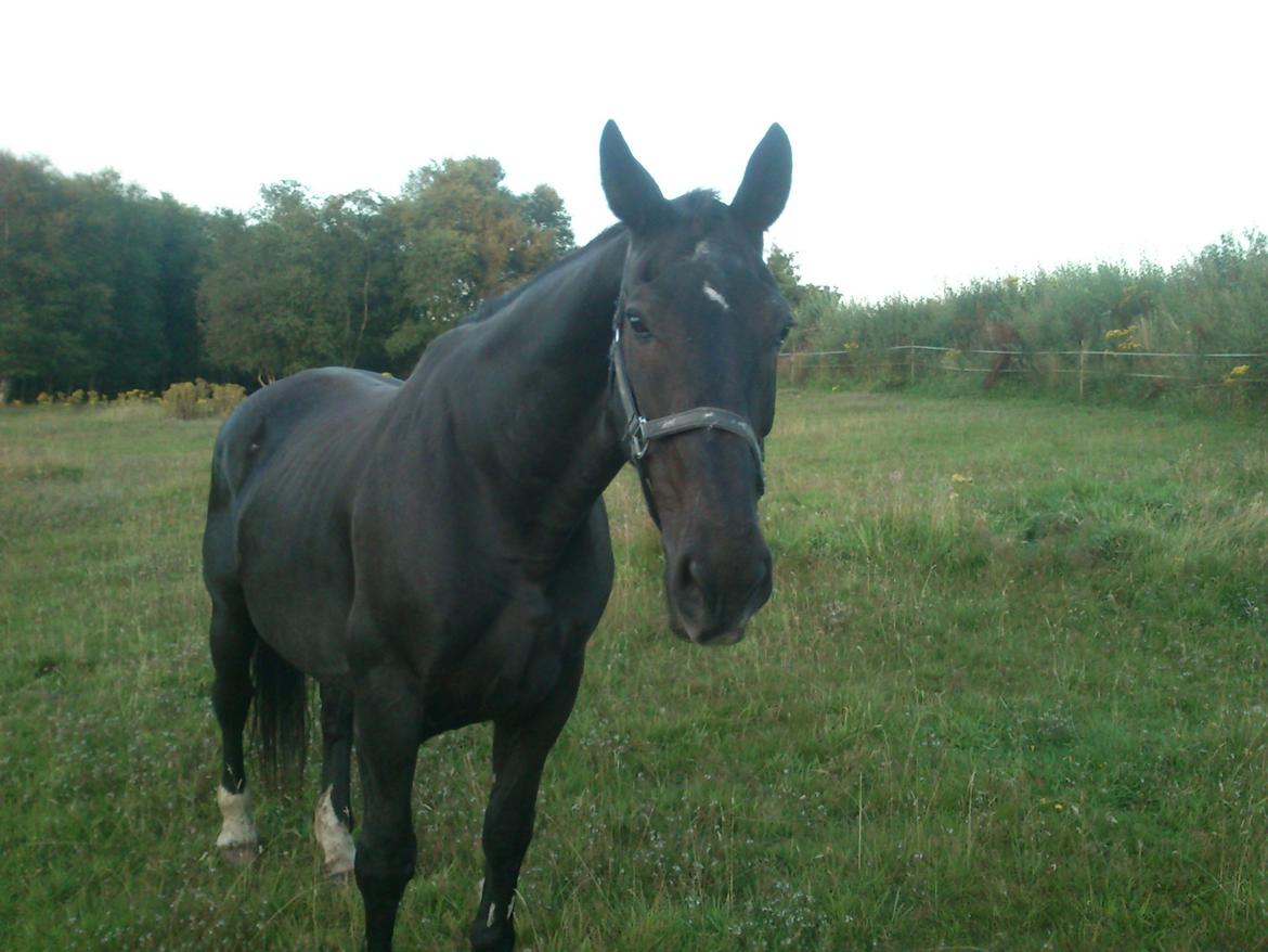 Oldenborg Lorenz  *Himmelhest* billede 3