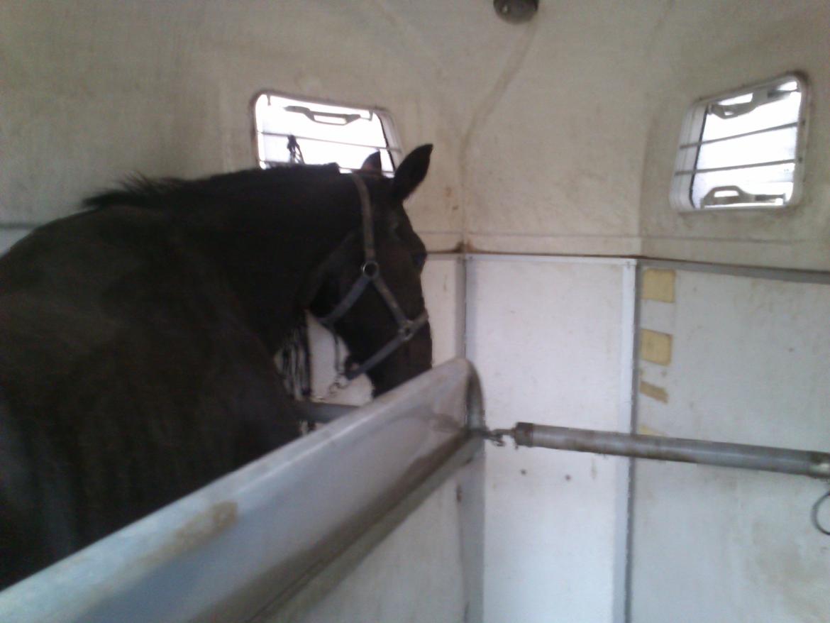 Oldenborg Lorenz  *Himmelhest* billede 4