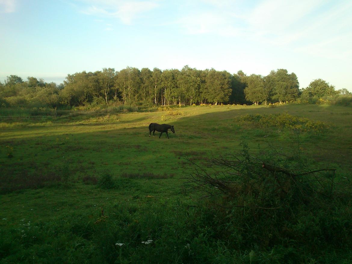 Oldenborg Lorenz  *Himmelhest* billede 5