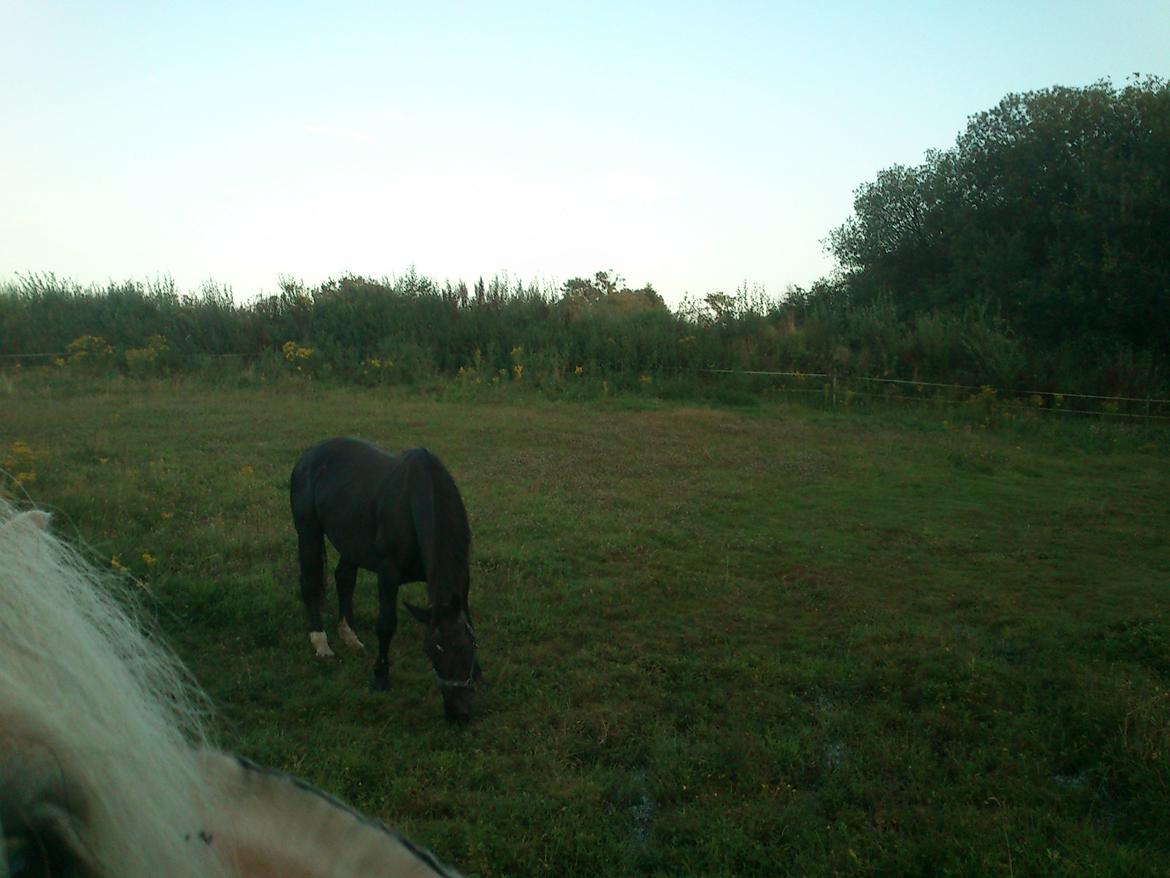 Oldenborg Lorenz  *Himmelhest* billede 6