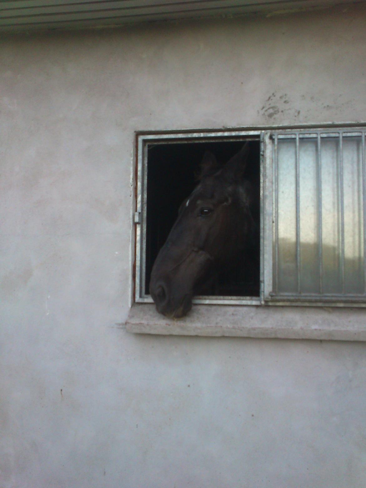 Oldenborg Lorenz  *Himmelhest* billede 7