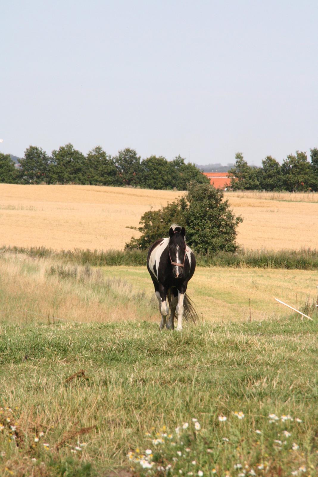 Irish Cob Crossbreed Bajella billede 1