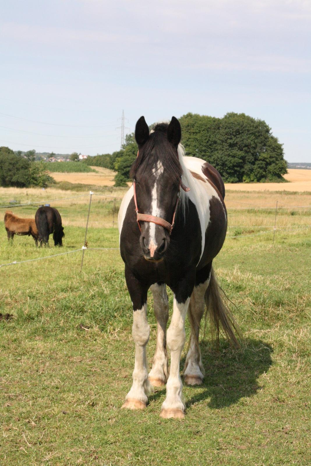 Irish Cob Crossbreed Bajella billede 2