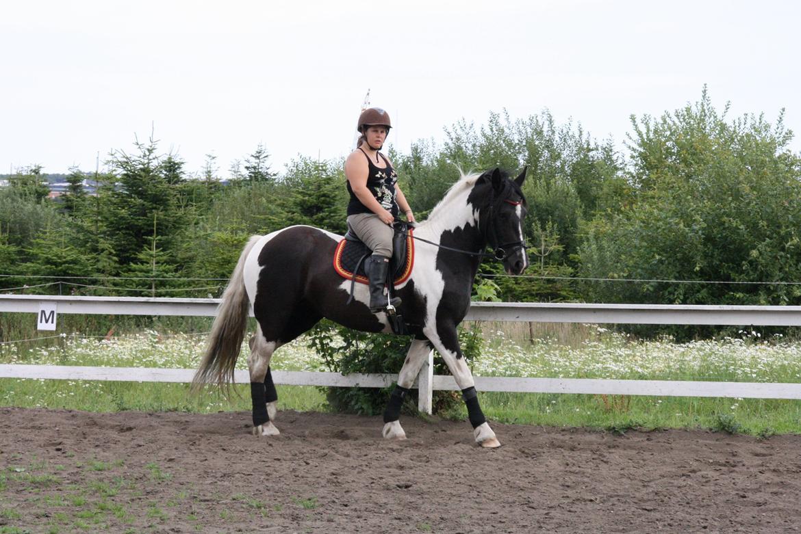 Irish Cob Crossbreed Bajella billede 3