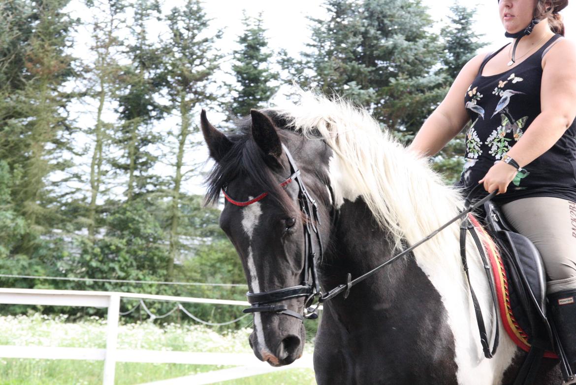 Irish Cob Crossbreed Bajella billede 4