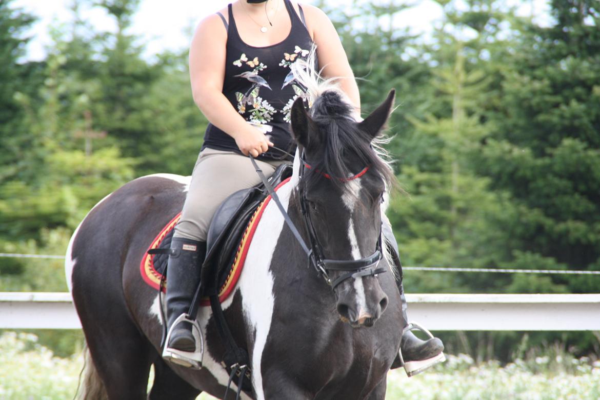 Irish Cob Crossbreed Bajella billede 5