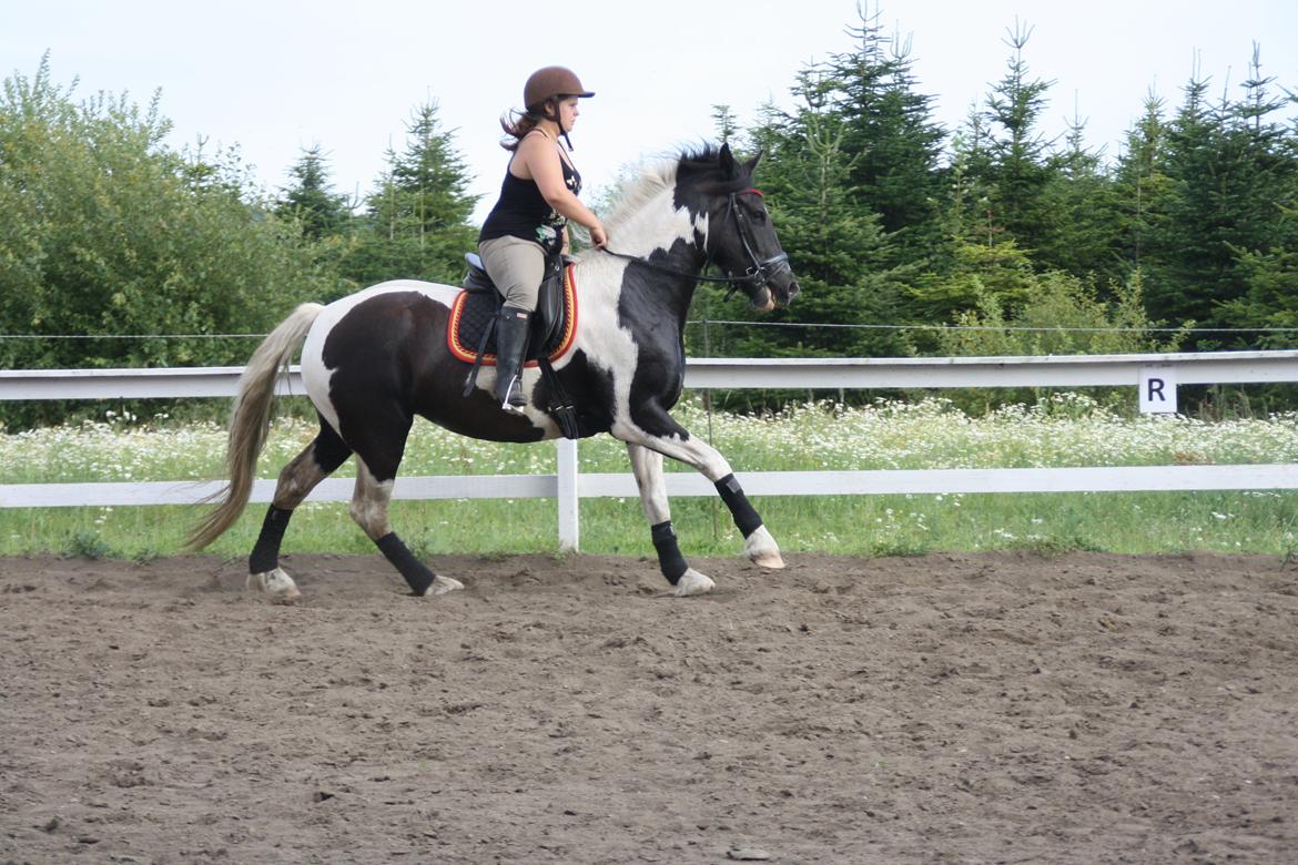 Irish Cob Crossbreed Bajella billede 6