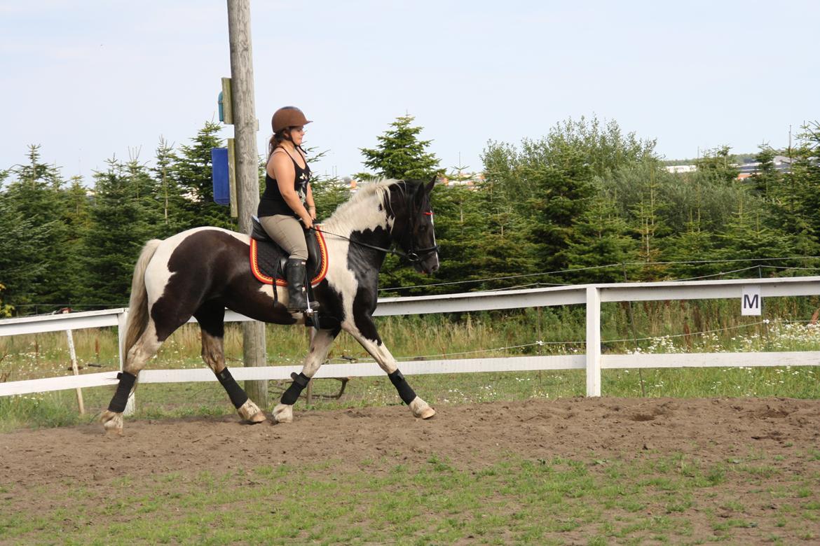 Irish Cob Crossbreed Bajella billede 7