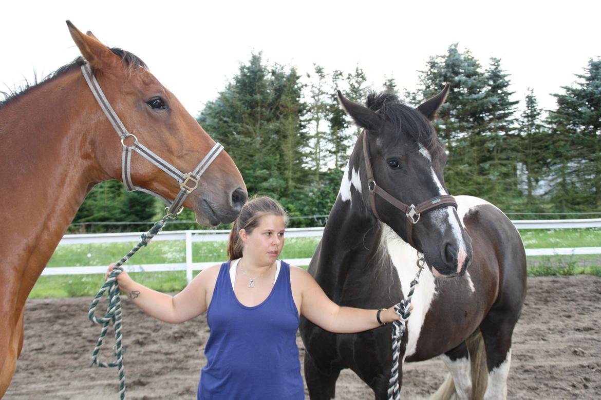 Irish Cob Crossbreed Bajella billede 8
