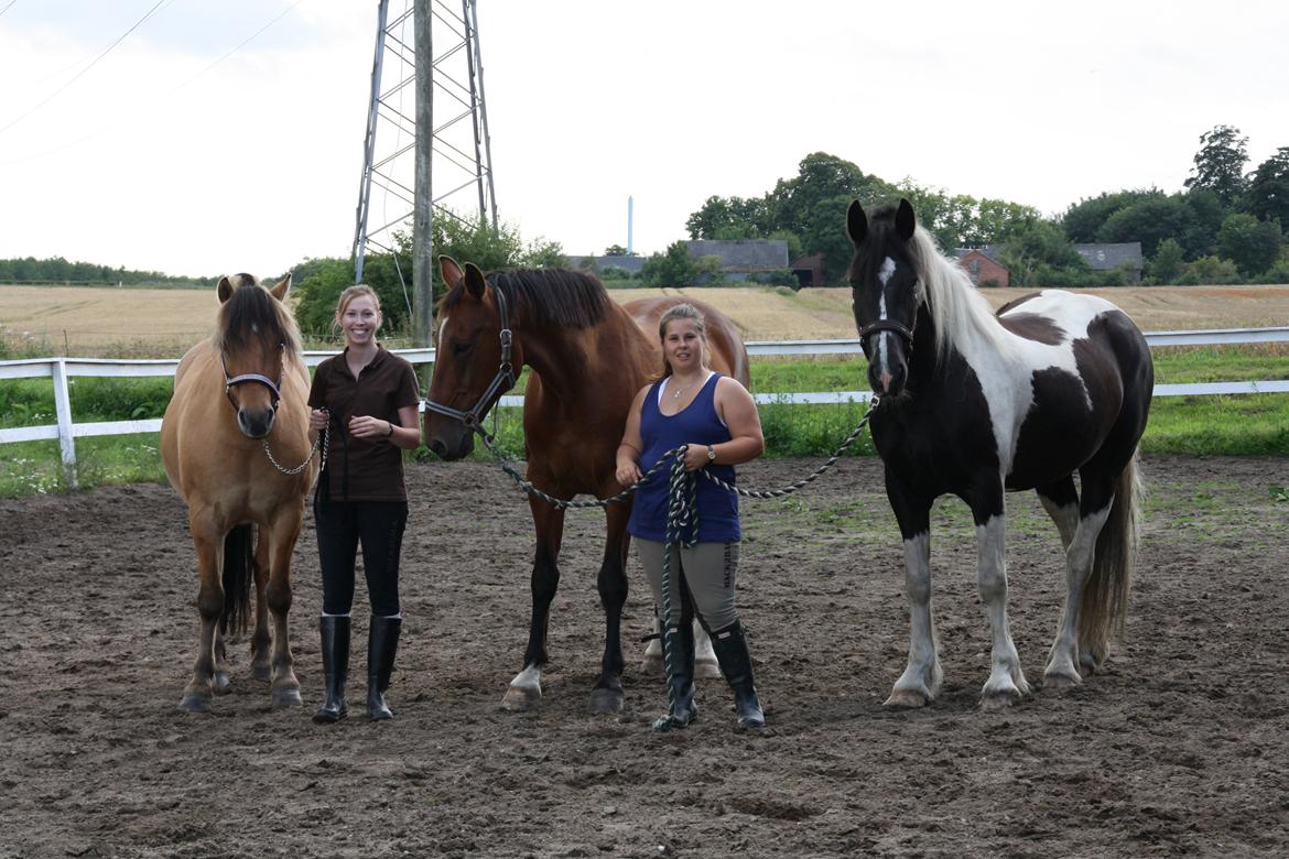 Irish Cob Crossbreed Bajella billede 9