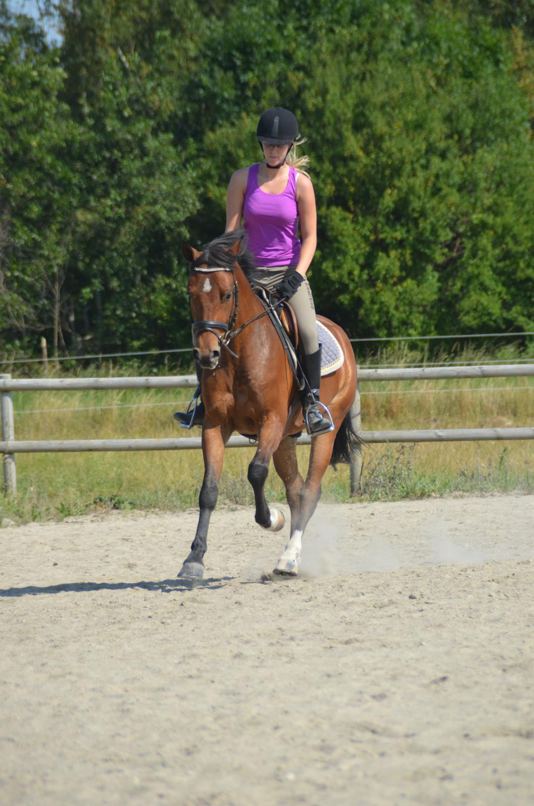 Welsh Partbred (Sec F) Cooper TG - Marie rider Cooper billede 3