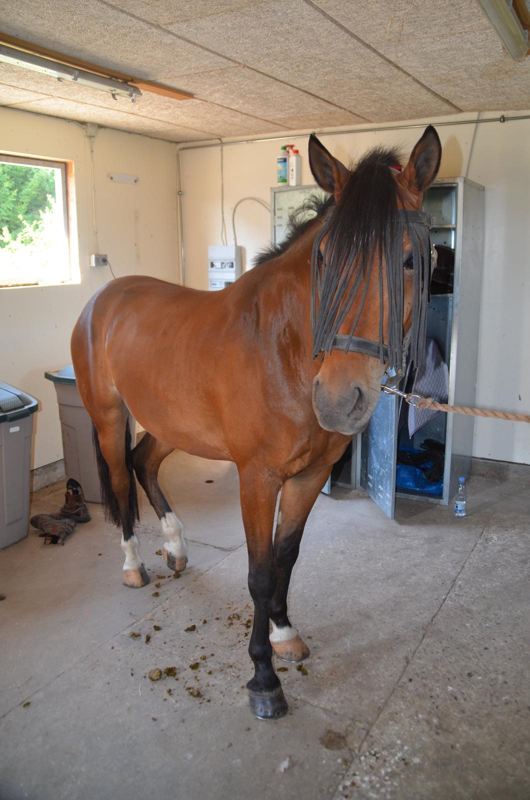 Welsh Partbred (Sec F) Cooper TG billede 4
