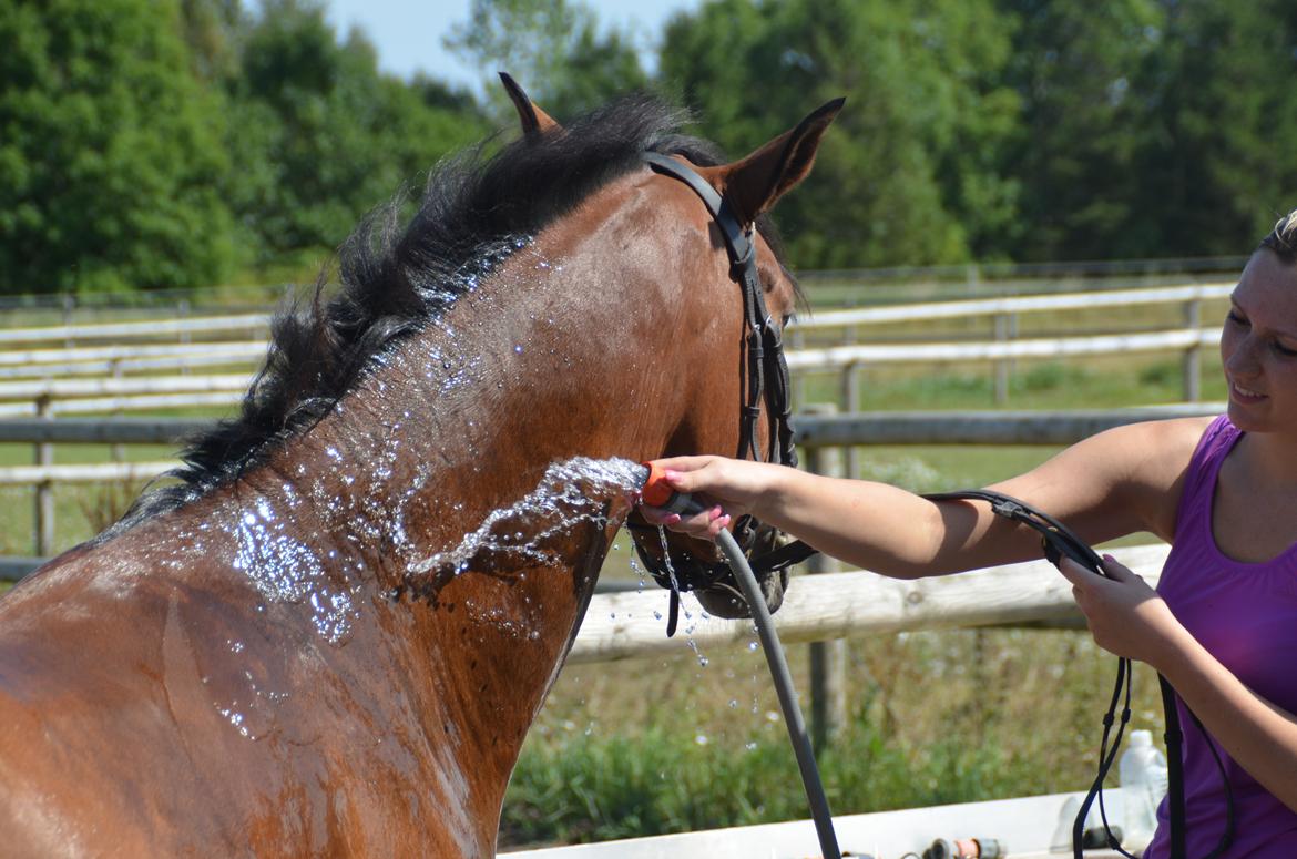 Welsh Partbred (Sec F) Cooper TG - Cooper får et dejligt bad i sommervarmen billede 5