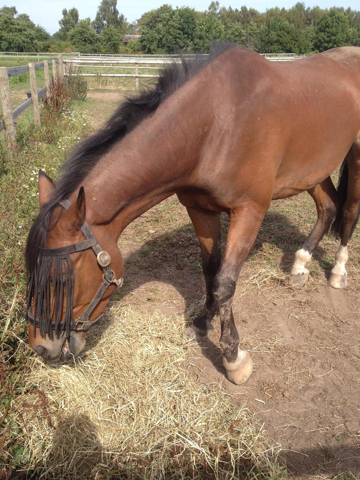 Welsh Partbred (Sec F) Cooper TG billede 7