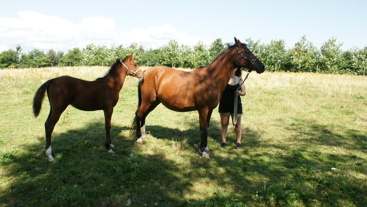 Arabisk fuldblod (OX) Carola Zaxzina Pox billede 10