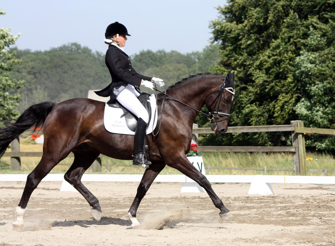Dansk Varmblod Lindehøjs Leneiux (Kompis) - Slrk stævne 69,7% billede 17
