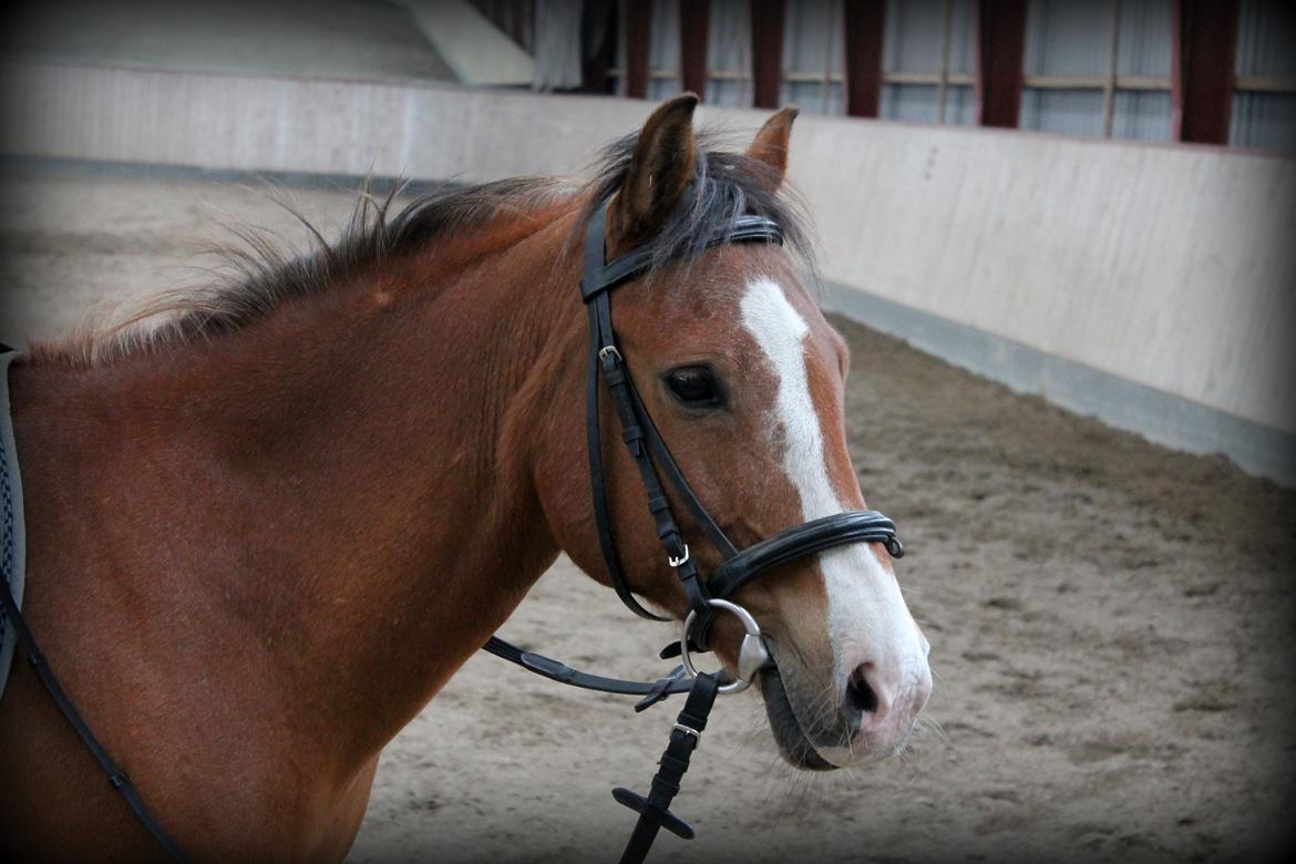 Anden særlig race Santo | tidl. part | billede 1