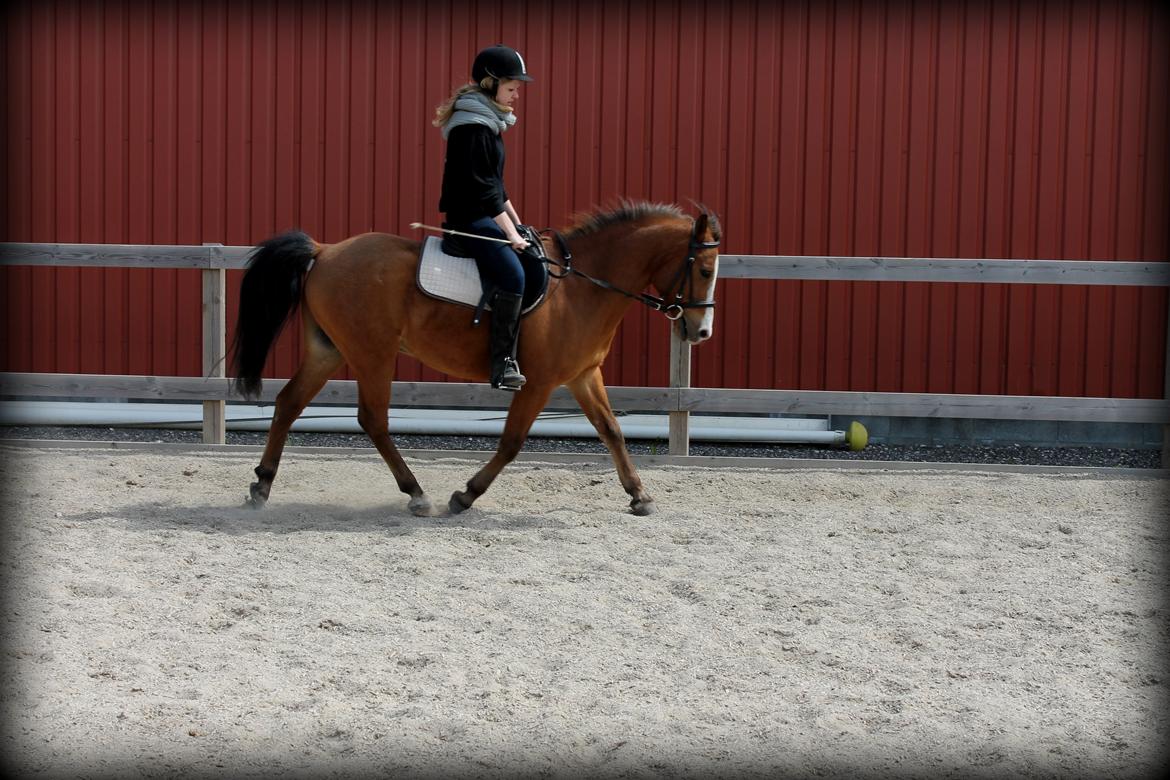 Anden særlig race Santo | tidl. part | billede 6