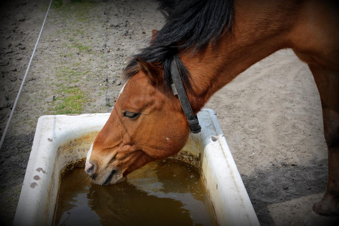 Anden særlig race Santo | tidl. part | billede 8