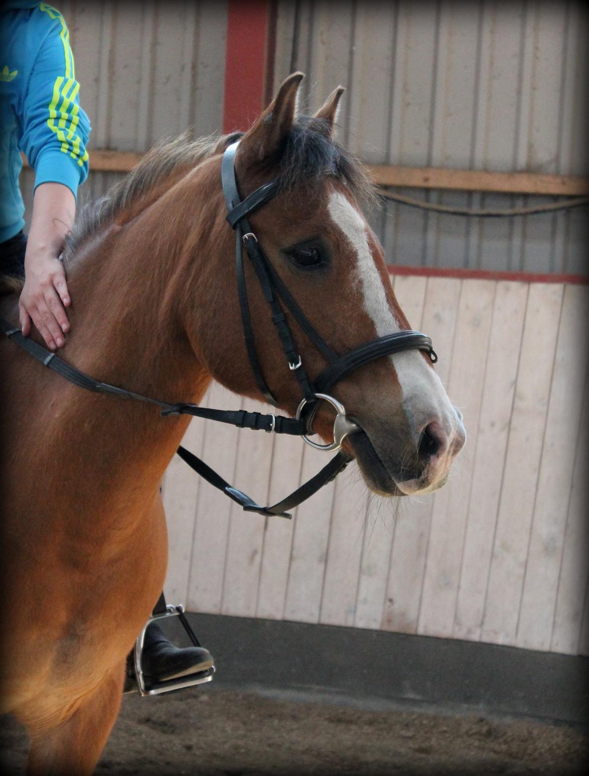 Anden særlig race Santo | tidl. part | billede 9