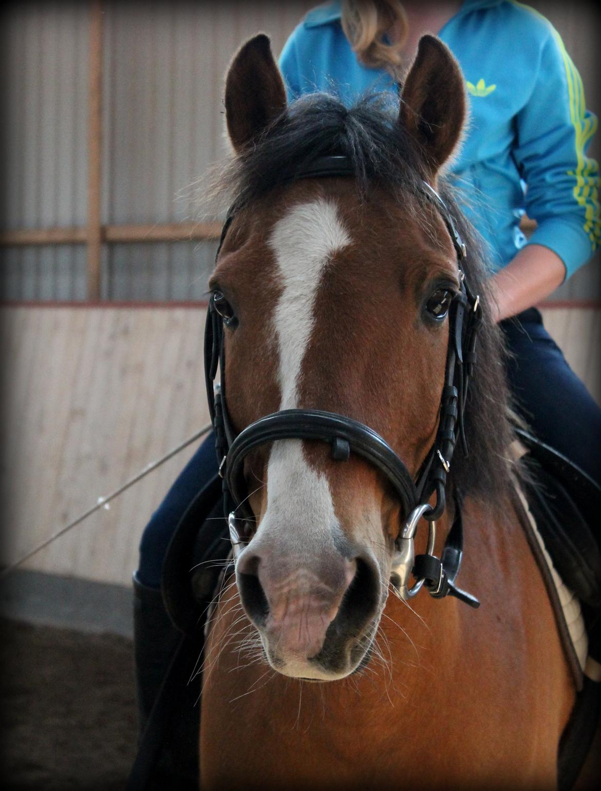 Anden særlig race Santo | tidl. part | billede 10